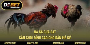 Đá gà cựa sắt
