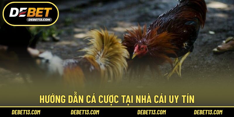 Hướng dẫn cá cược tại nhà cái uy tín