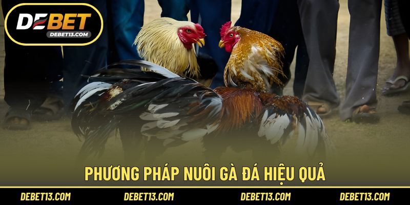Phương pháp nuôi gà đá hiệu quả